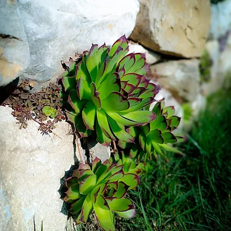 Ad Maiora Glamping *